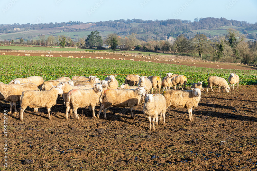 Sheep in winter folded on a forage crop and contained by an electric fence near the Cotswold village of Upper Slaughter, Gloucestershire, England UK