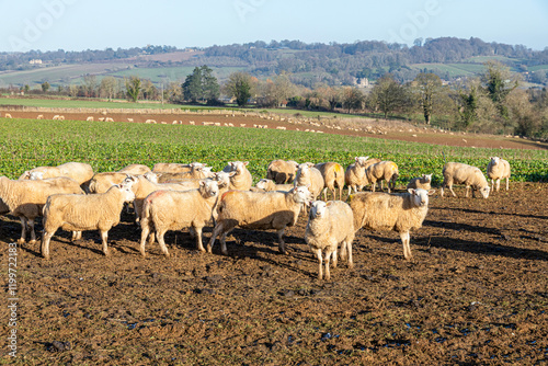 Obraz na płótnie Sheep in winter folded on a forage crop and contained by an electric fence near the Cotswold village of Upper Slaughter, Gloucestershire, England UK w salonie
