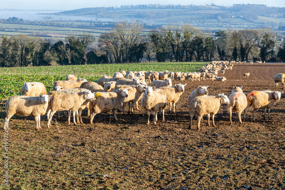 Sheep in winter folded on a forage crop and contained by an electric fence near the Cotswold village of Upper Slaughter, Gloucestershire, England UK