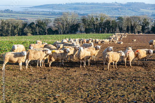 Obraz na płótnie Sheep in winter folded on a forage crop and contained by an electric fence near the Cotswold village of Upper Slaughter, Gloucestershire, England UK w salonie