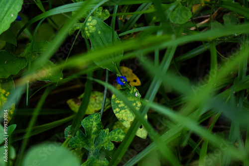 Tridax procumbens
