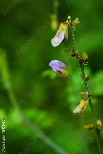 Tridax procumbens
