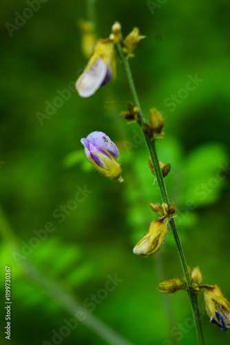Tridax procumbens