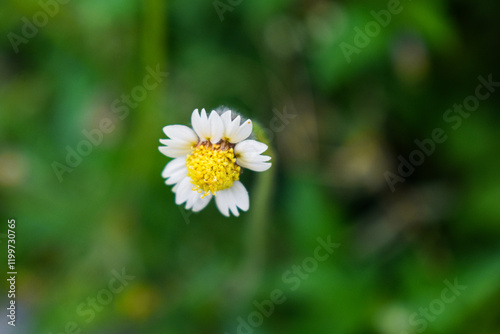 Tridax procumbens photo