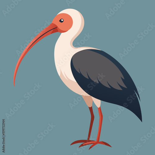 illustration of a stork bald ibis