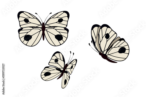 Day white butterfly Pieris brassicae family Pieridae. Vector set with different angles: side, top, bottom photo