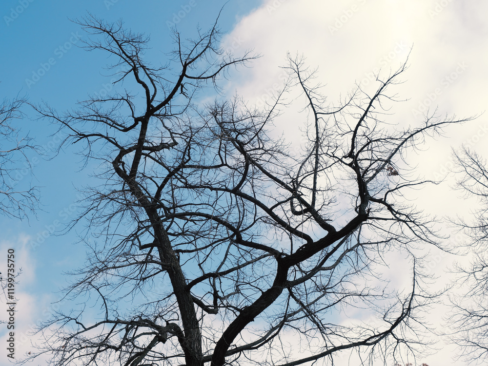 tree branches tree branches