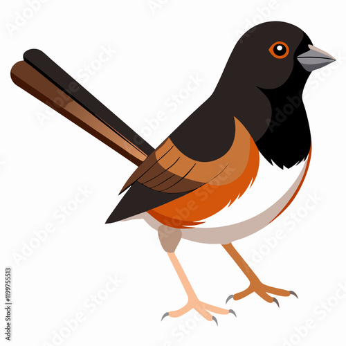 illustration of an eastern towhee