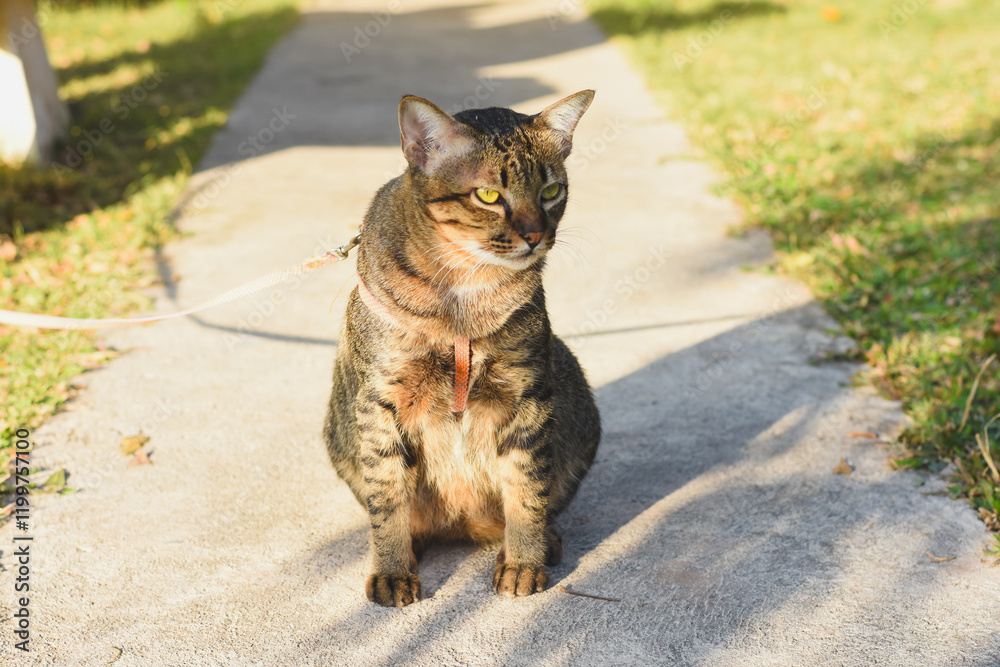 Naklejka premium cat with a tabby coat pattern sitting on a concrete path