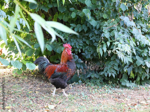 Hahn im Freien