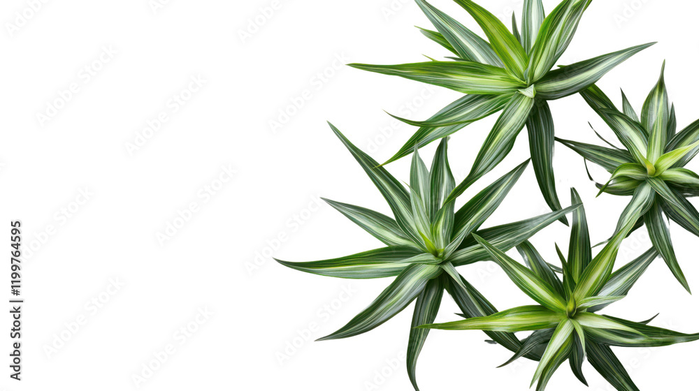 Vibrant green succulent plants arranged in an artistic style, showcasing intricate leaf patterns against a white isolated background. Vibrant green succulent plants arranged in an artistic style, showcasing intricate leaf patterns against a white isolated background.