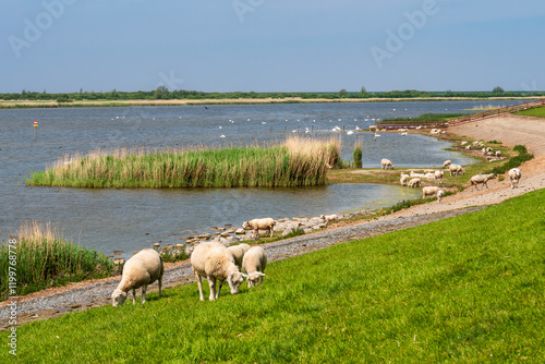 Grazing sheep on dyke near Makkumer Noardwaard nature reserve, Makkum, Friesland, Netherlands
