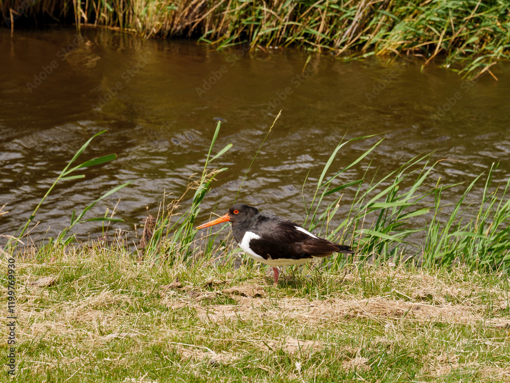 Φωτογραφία Oystercatcher on one leg in the grass by a ditch on West Frisian island Ameland,
