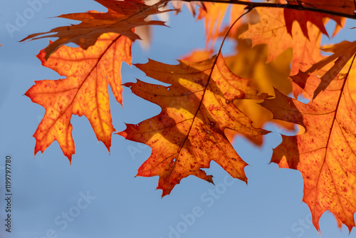 Autumn oak Leaves with Vibrant Orange Colors Against Clear Blue Sky