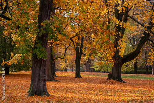 Scenic Autumn Park Filled with Colorful Leaves and Tall Majestic Trees