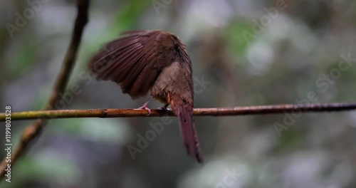 Wallpaper Mural Nature wildlife of Penan Bulbul bird on deep Rainforest jungle Torontodigital.ca