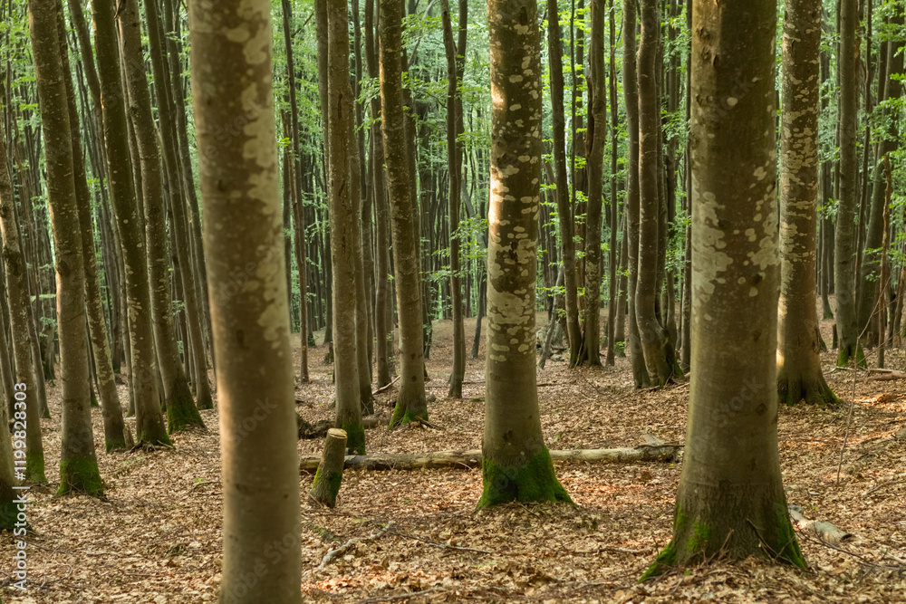 Obraz premium Carpathian Beech Forest: Gray Tree Trunks