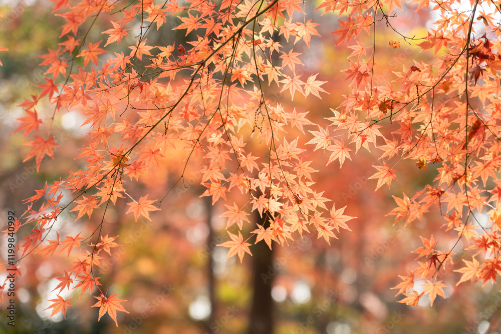 輝くモミジの紅葉 輝くモミジの紅葉