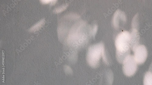 4K footage shadows of leaves moving slowly in the wind on a gray cement background.