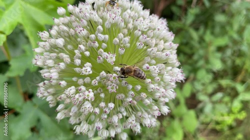 Eine Biene und eine Wespe sammeln Nektar auf einer schönen Lauch Blüte.
