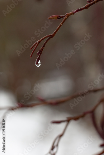 snow covered tree