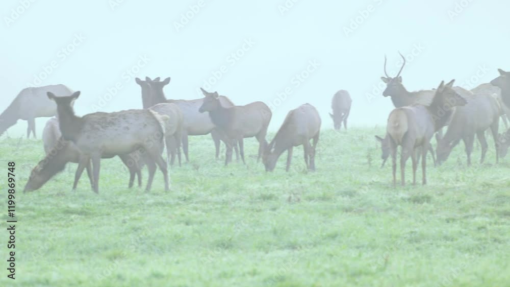 Panning across herd of wild elk in morrning mist on a chilly fall day as large group of animals gather Panning across herd of wild elk in morrning mist on a chilly fall day as large group of animals gather
