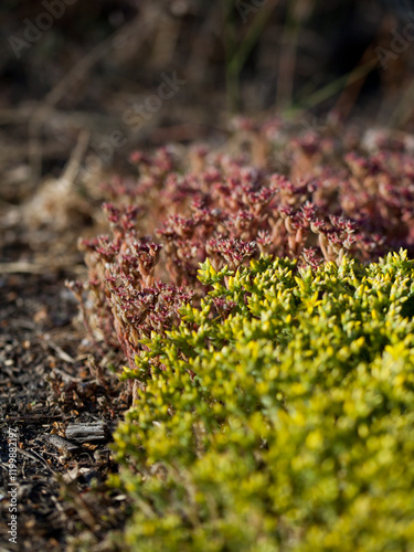 Sedum acre, goldmoss stonecrop, mossy stonecrop, goldmoss sedum, biting stonecrop and wallpepper, is a perennial flowering plant in the family Crassulaceae. It is native to Europe, Asia and Africa.