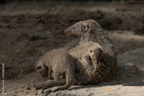 Banded Mongoose, group with baby, Mungos mungo photo