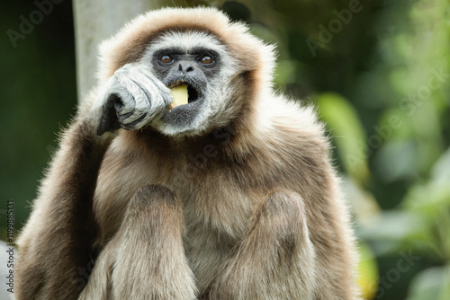 Photos lar gibbon white-handed gibbon, an endangered primate in the gibbon family
