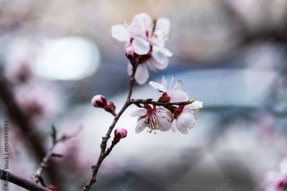 Apricot flowers bloom on the tree Apricot flowers bloom on the tree