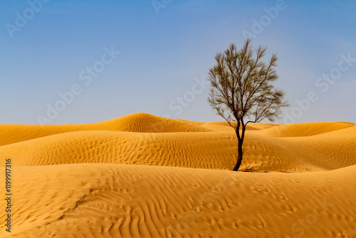 Background.  Solitary tamarisk tree  (Tamarix aphylla)  growing on a sand dune in the Sahara desert. Grand Erg Oriental, Tunisia