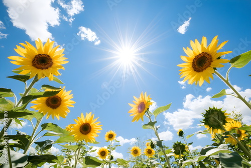 A sunlit field of sunflowers in full bloom, bright yellow petals against a blue sky, cheerful and vibrant, expansive and colorful photo