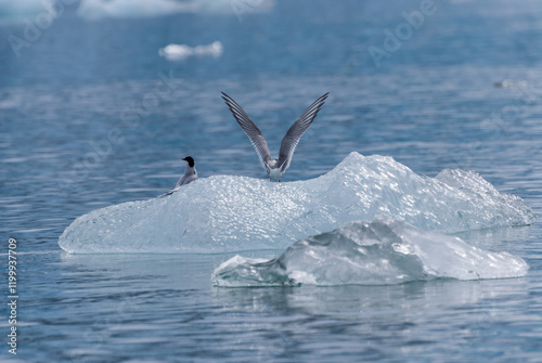 Two arctic terns (Sterna paradisaea) perched on an iceberg in the inside passage of Alaska, USA.