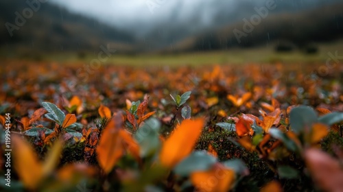 A close-up image of an autumnal meadow showcases rain-drenched plants with orange and green foliage, bringing attention to both detail and the season's richness. photo