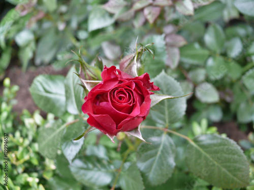 Close-up of a single red china rose (rosa chinensis Jacq.) among leaves photo