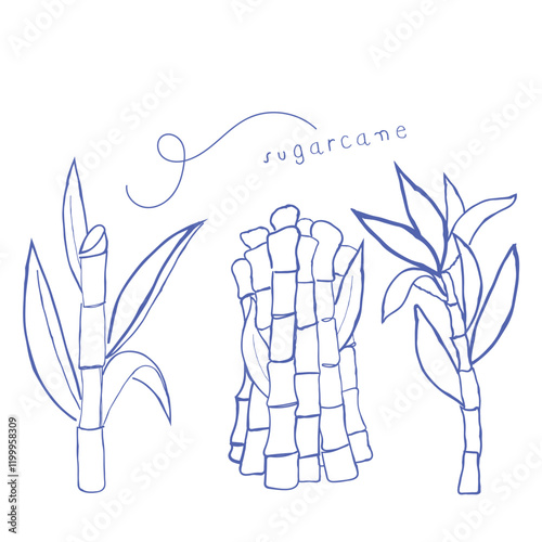 hand drawn line art vector of sugarcane harvest elements. Agriculture and sugar market.