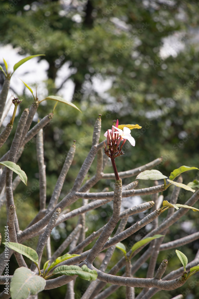 templetree, red plumeria (Plumeria rubra) in Hong Kong templetree, red plumeria (Plumeria rubra) in Hong Kong