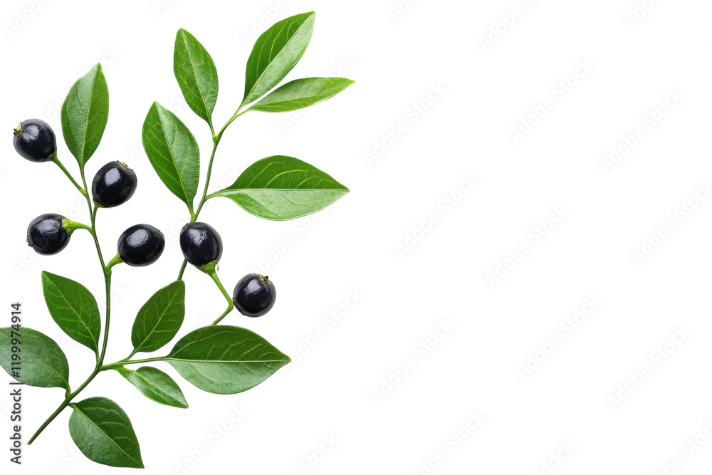 Black olives on a branch with fresh green leaves in natural setting Black olives on a branch with fresh green leaves in natural setting