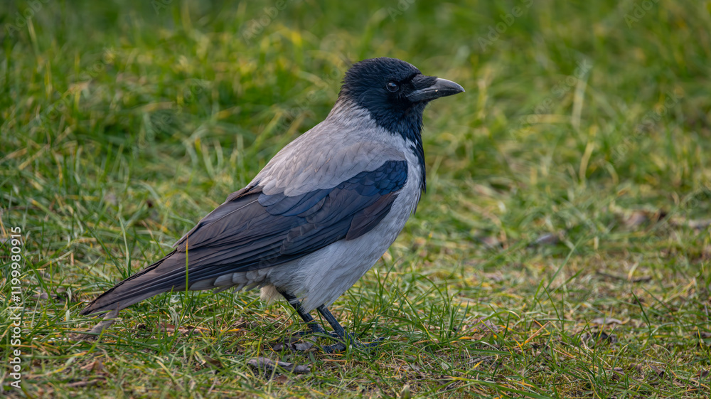 Rook bird on green grass meadow in winter cold day Rook bird on green grass meadow in winter cold day