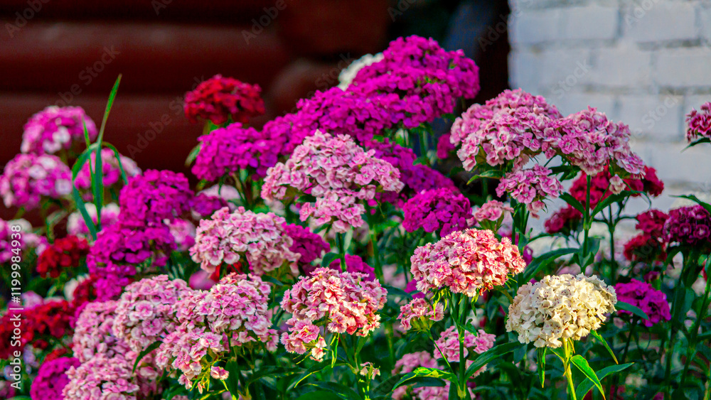 Flower - roses. Blooming chrysanthemum, peony, pituni. A flowerbed of wildflowers. Beautiful bud. Flowers for birthday. Postcard. green plants landscape, ecology, fresh wallpaper concept. Flower - roses. Blooming chrysanthemum, peony, pituni. A flowerbed of wildflowers. Beautiful bud. Flowers for birthday. Postcard. green plants landscape, ecology, fresh wallpaper concept.