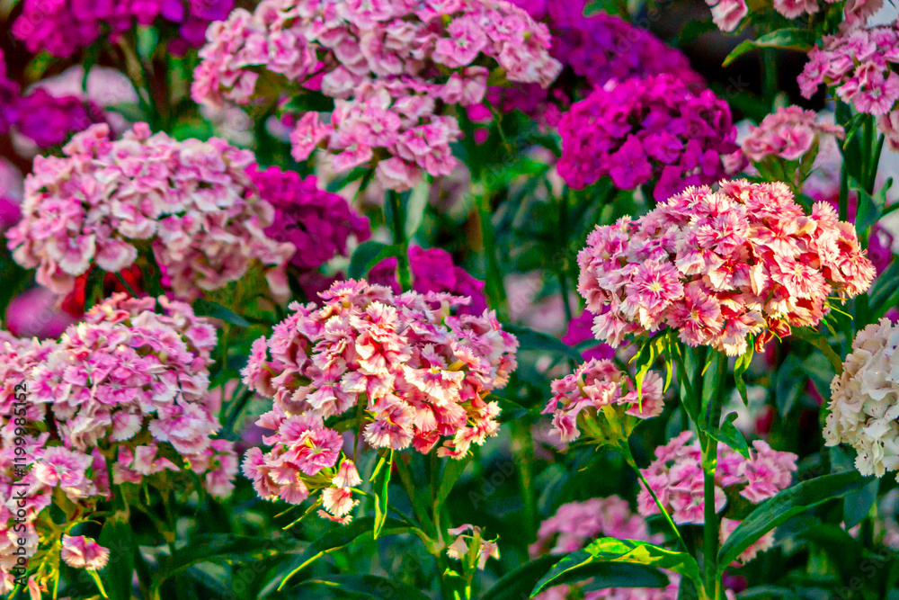 Flower - roses. Blooming chrysanthemum, peony, pituni. A flowerbed of wildflowers. Beautiful bud. Flowers for birthday. Postcard. green plants landscape, ecology, fresh wallpaper concept. Flower - roses. Blooming chrysanthemum, peony, pituni. A flowerbed of wildflowers. Beautiful bud. Flowers for birthday. Postcard. green plants landscape, ecology, fresh wallpaper concept.