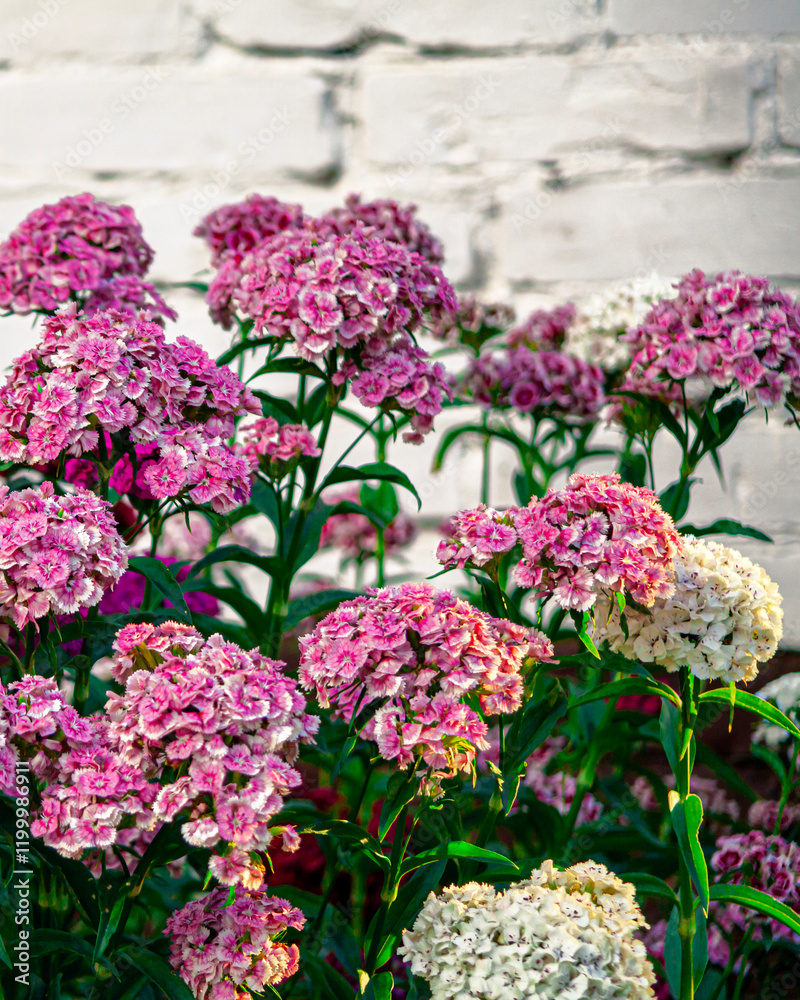 Flower - roses. Blooming chrysanthemum, peony, pituni. A flowerbed of wildflowers. Beautiful bud. Flowers for birthday. Postcard. green plants landscape, ecology, fresh wallpaper concept. Flower - roses. Blooming chrysanthemum, peony, pituni. A flowerbed of wildflowers. Beautiful bud. Flowers for birthday. Postcard. green plants landscape, ecology, fresh wallpaper concept.