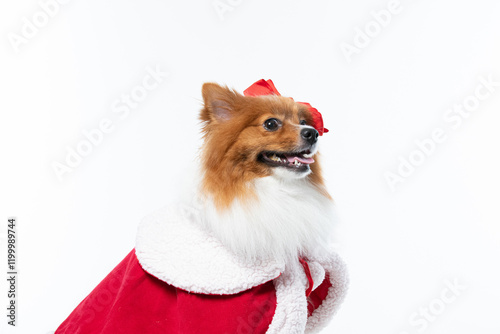 Spitz alemão branco e marrom com fantasia natalina para trazer alegria e espirito natalino