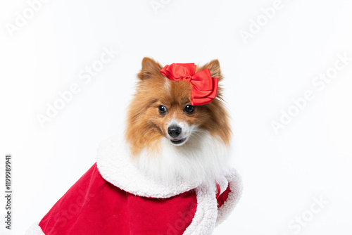 Spitz alemão branco e marrom com fantasia natalina para trazer alegria e espirito natalino