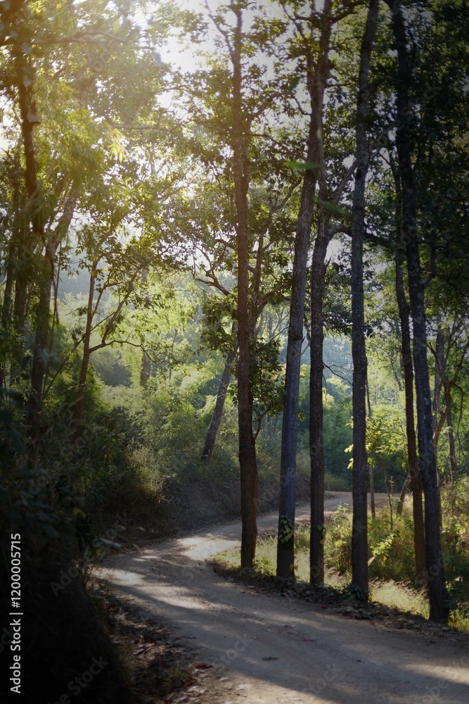 Fototapeta premium A road in the deep forest that villagers use to travel into the city.