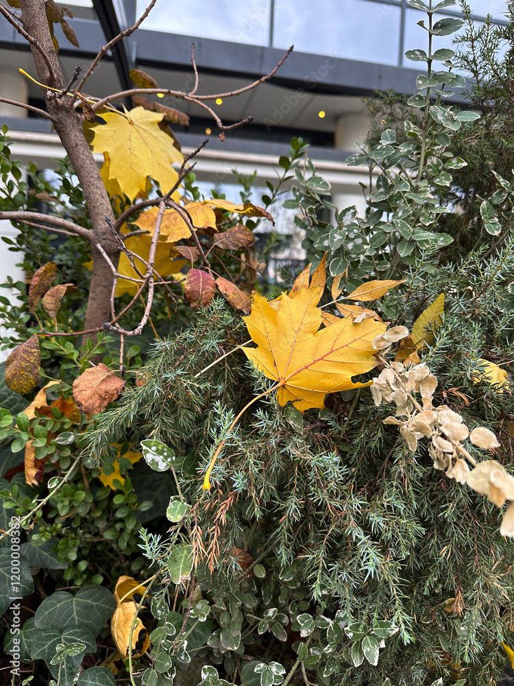 Φωτογραφία Close-up of vibrant greenery mixed with yellow autumn leaves