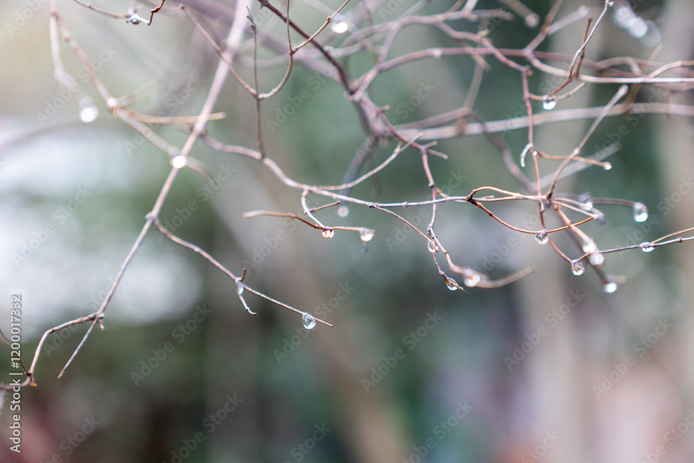 Wassertropfen auf kleinen Ästen mit verschwommenem Hintergrund Wassertropfen auf kleinen Ästen mit verschwommenem Hintergrund