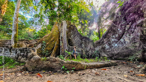 Samaúma, ou Sumaúma, a grande árvore da Floresta Amazônica, conhecida no local como 