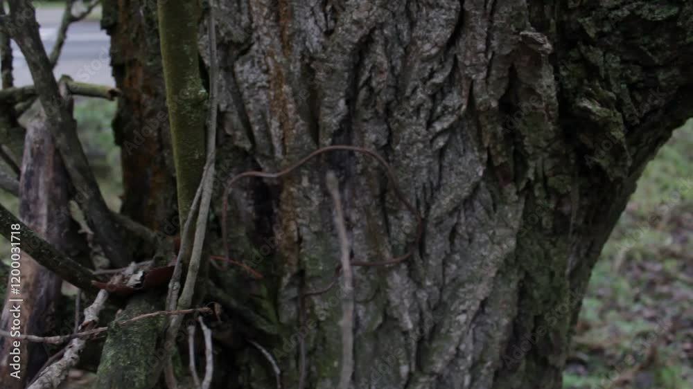 A pine tree branch wobbles in the woods. A pine tree branch wobbles in the woods.