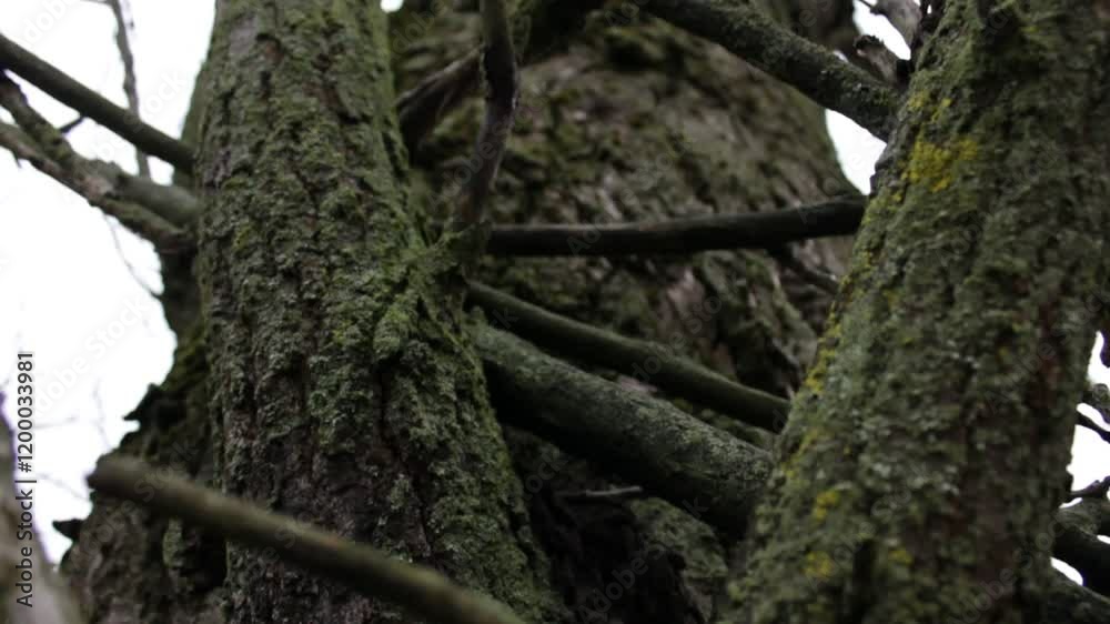 A pine tree branch wobbles in the woods. A pine tree branch wobbles in the woods.